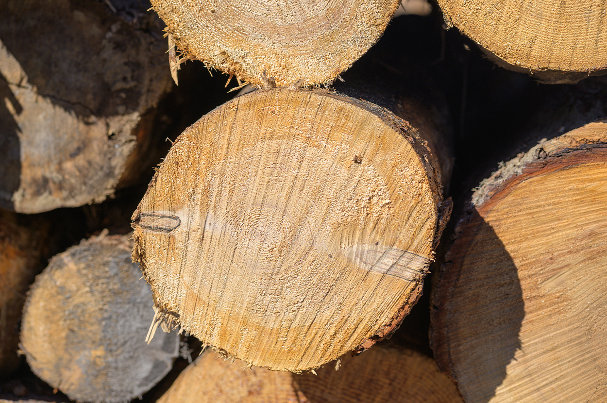 Scierie 65, Scierie 64, Négoce de bois 65, Négoce de bois 64, Exploitation forestière 65, Exploitation forestière 64, Lames de terrasses 65, Lames de terrasses 64, Bardage bois 65, Bardage bois 64